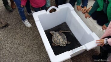 Tortuga Della en el recipiente