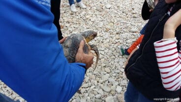 Tortuga Della en manos del cuidador