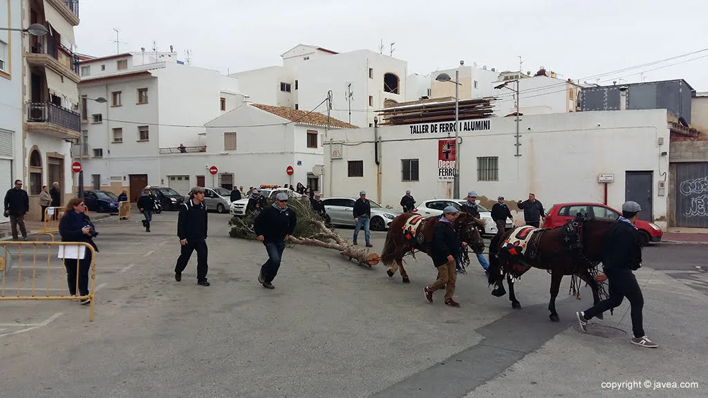 Traslado del pino por las hacas