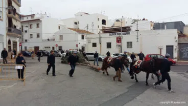 Traslado del pino por las hacas