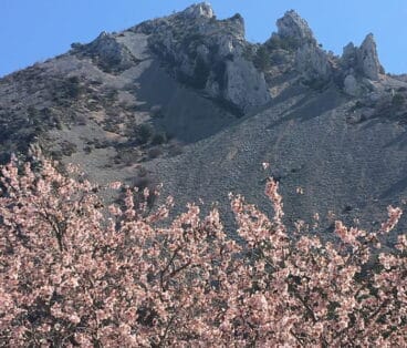 Almendros floridos durante la ruta