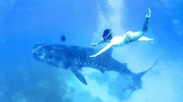 Tiburon Ballena, Oslob. Filipinas