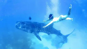 Tiburon Ballena, Oslob. Filipinas