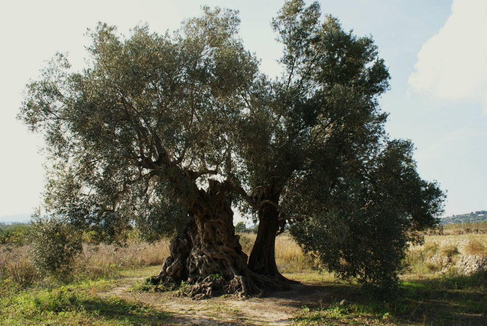 olivera milenaria