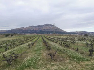 Viñedo con fondo del Montgó