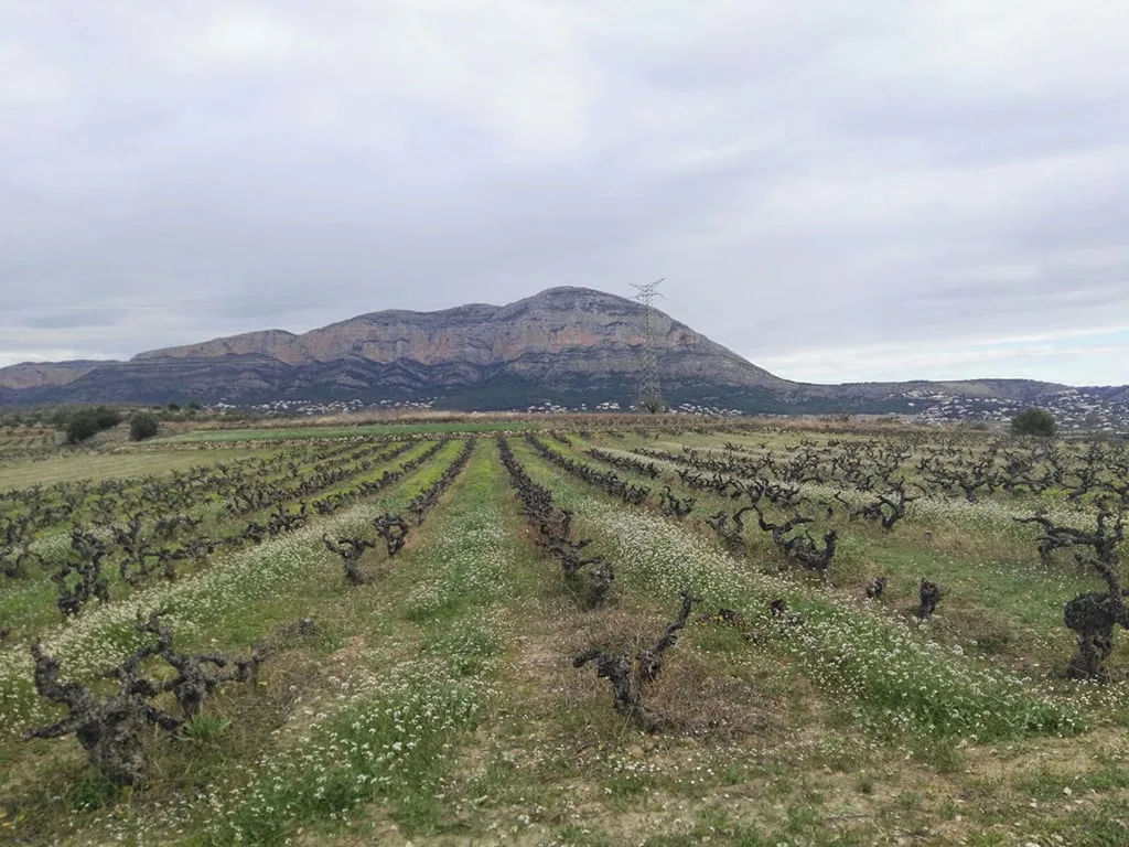 Viñedo con fondo del Montgó