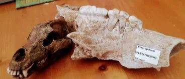 Colección de fósiles de Fernando Albi