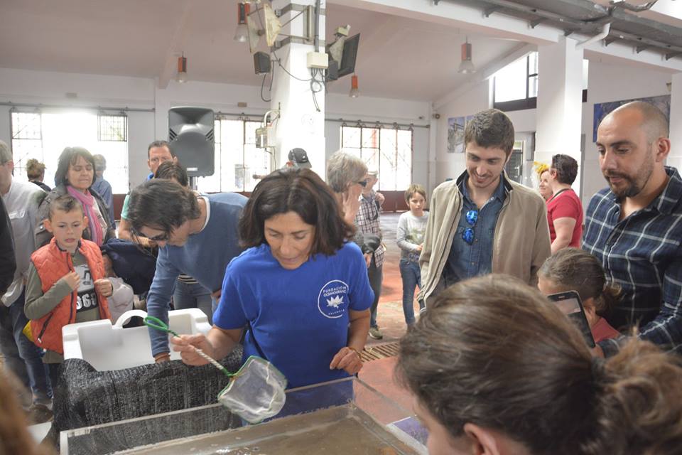 La Fundación Oceanogràfic suelta crías de Pintarroja en Xàbia