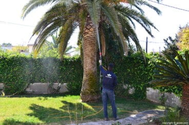 Palmeras ServiGardens