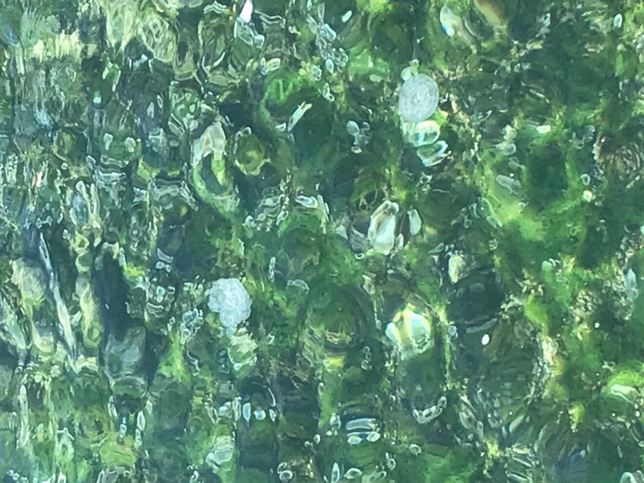 Medusas Clavel en Xàbia