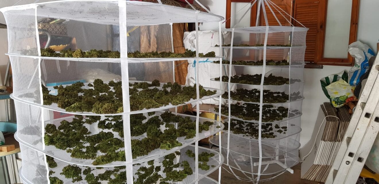 3000 gramos de cogollos de marihuana