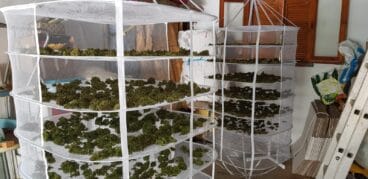 3000 gramos de cogollos de marihuana