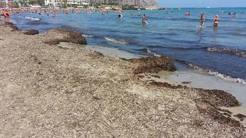 Algas en la playa del Arenal