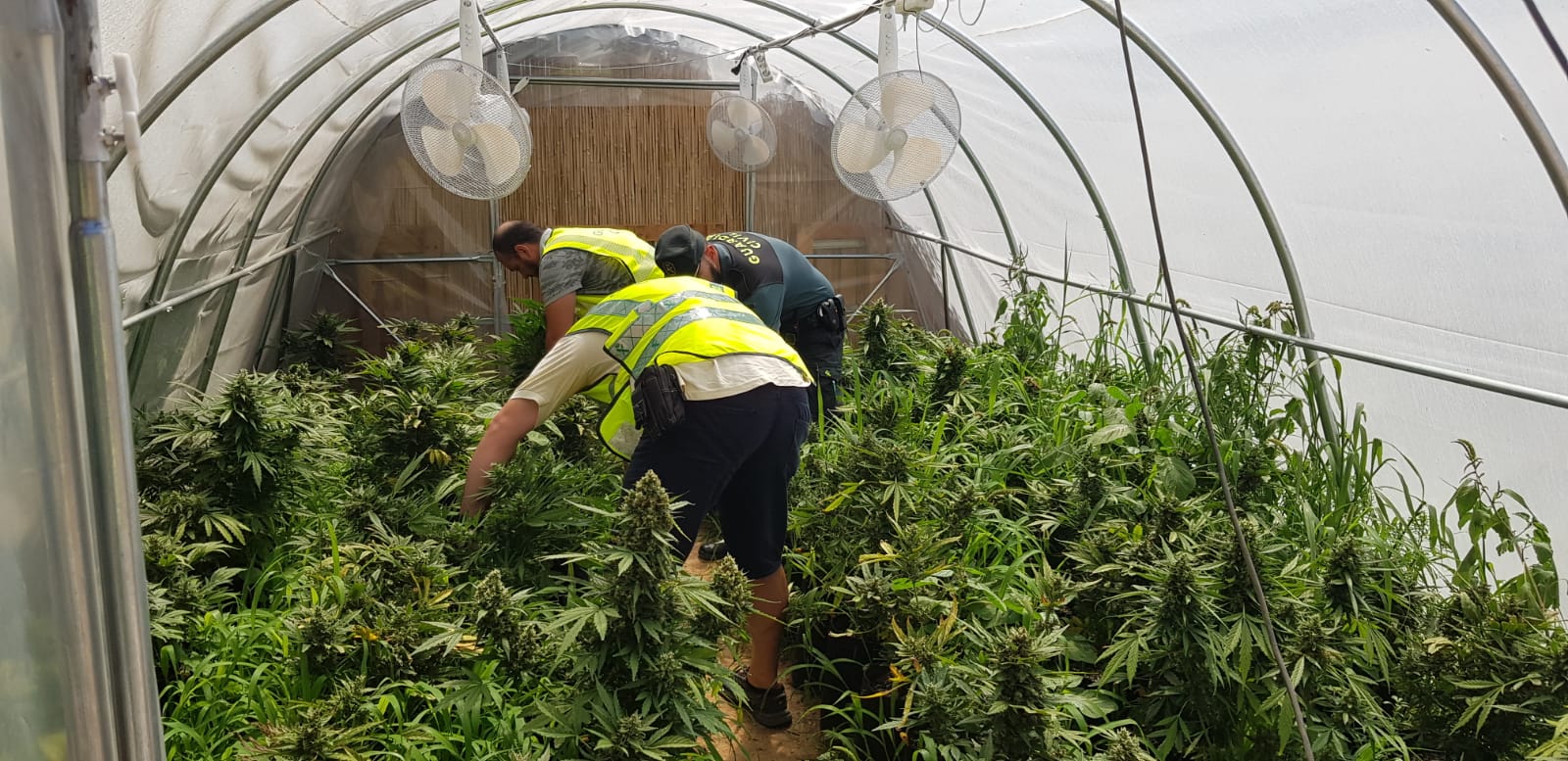 Intervienen 128 plantas de marihuana en dos invernaderos