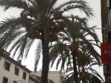 Palmeras de la Avenida Alicante