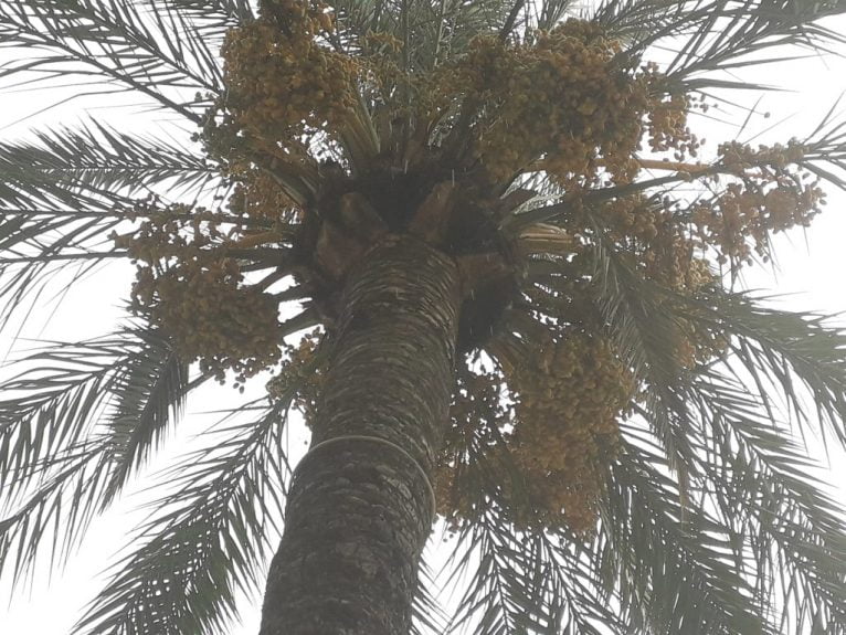 Estado de las palmeras de la Avenida de Alicante