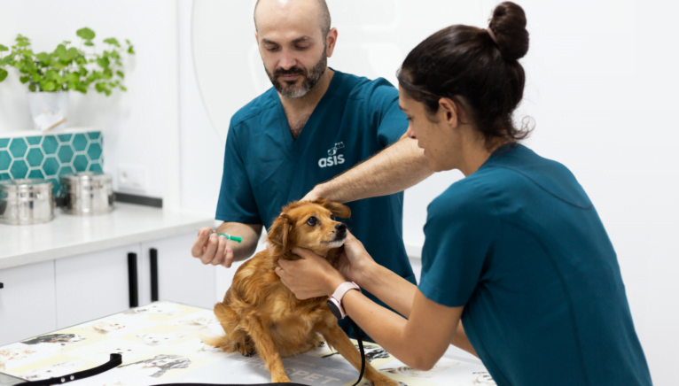 Vacunación para tu mascota en esta clínica veterinaria