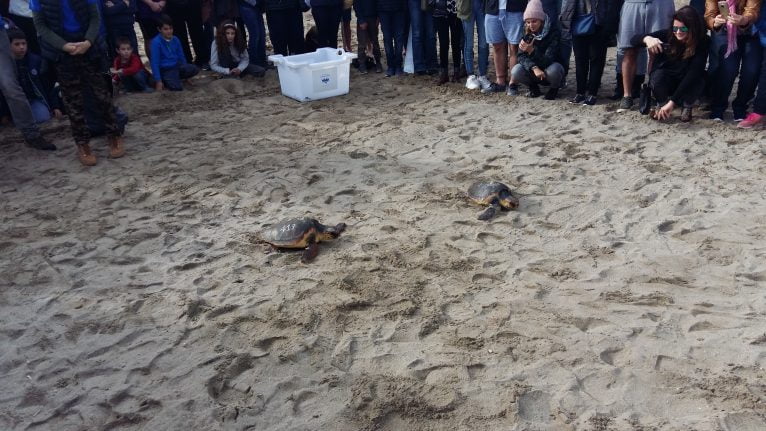 TORTUGAS ARENAL (8)