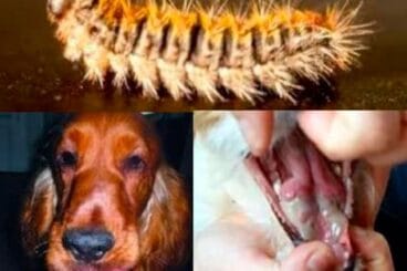 Procesionaria Jávea – Sanavet