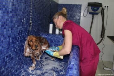 Peluquería canina en Dénia. Santi Mas – Servicios para mascotas
