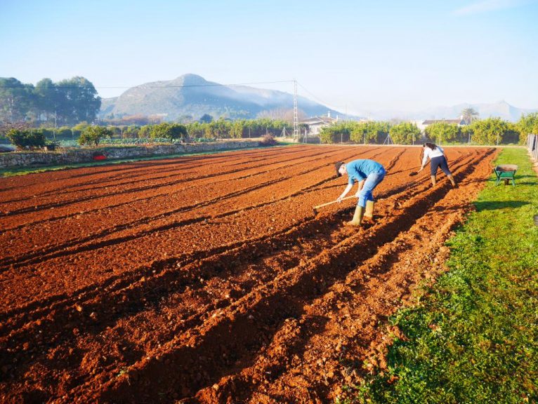 Cultivo de patatas solidarias en Pedreguer