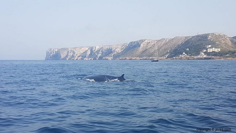 Whales near Xàbia