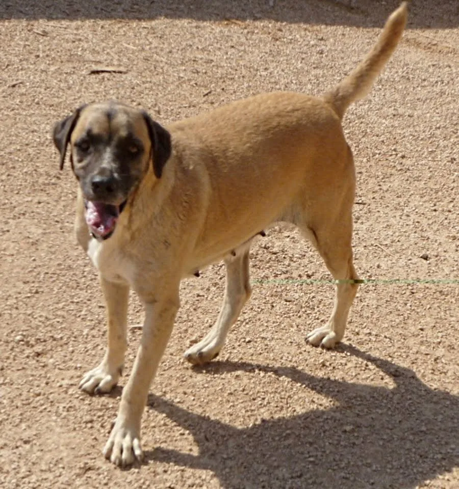 Helga, perro en adopción en APASA