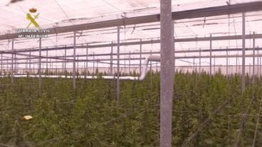 Cultivo de marihuana a gran escala