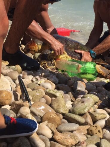 Tortuga atrapada con plásticos
