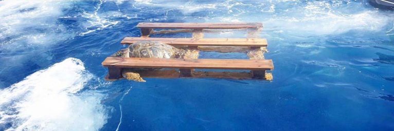 Tortuga atrapada en el mar