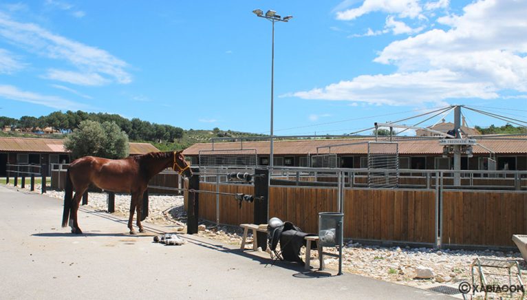 Caballo - Restaurante Vall de Cavall