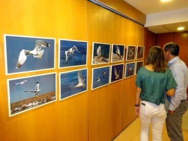 Exposición de Fili Navarrete a favor del Club Rotary para la lucha contra la polio