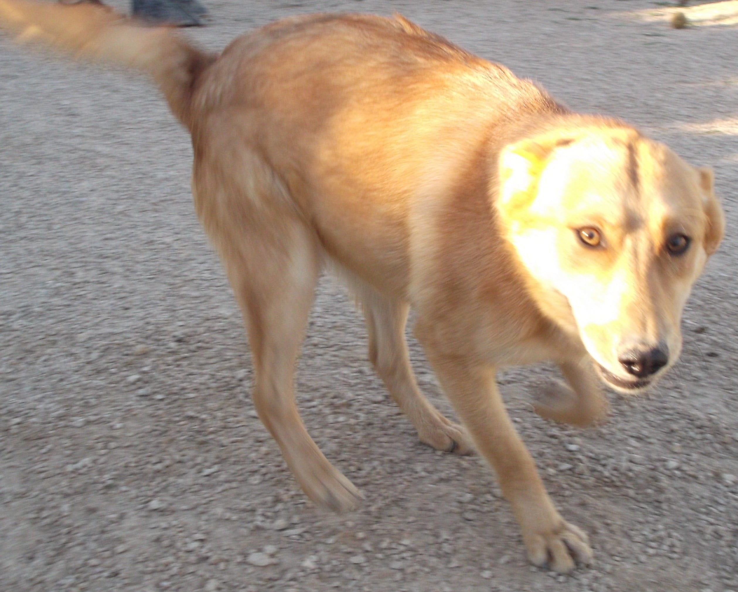 Imagen: Josua busca una nueva familia