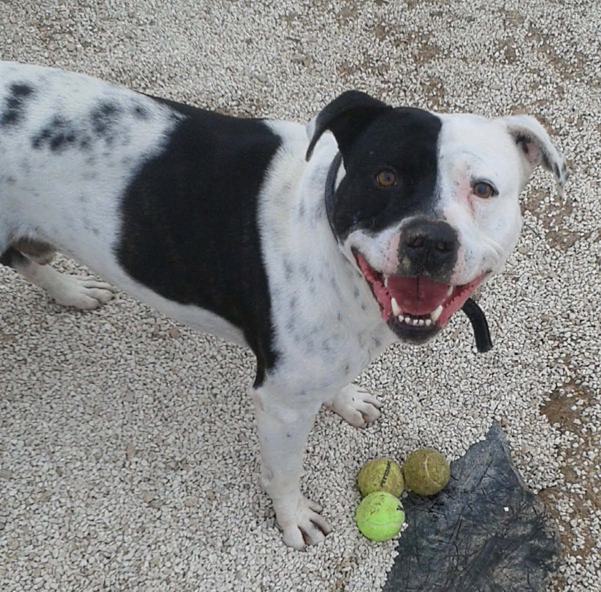 Imagen: Tayson en las instalaciones de APASA