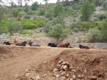 Algunas de las reses de la Ganadería La Hermandad