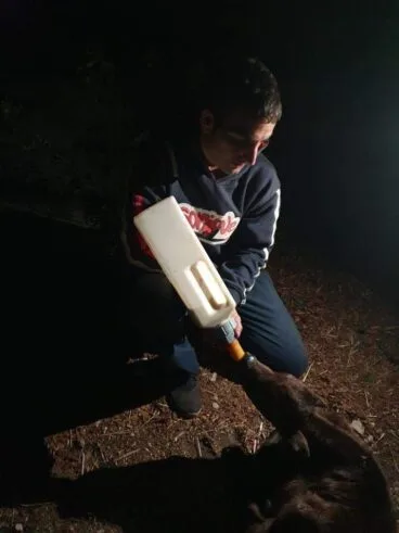 Alimentando a un becerro