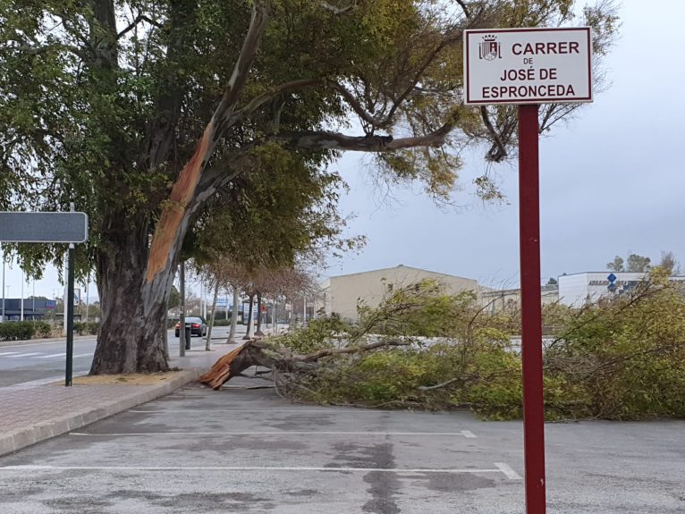 Un árbol en la Avenida del Plà cae por el fuerte viento