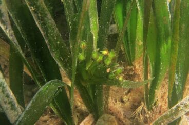 Floración de la Posidonia