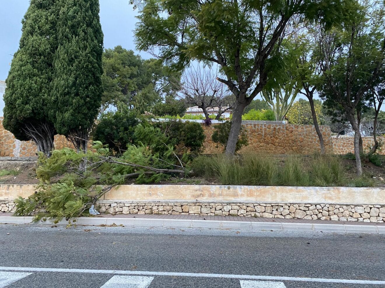 Ramas de árboles rotas por el fuerte viento
