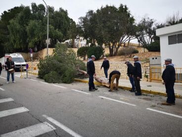 Traslado del pino de Sant Antoni