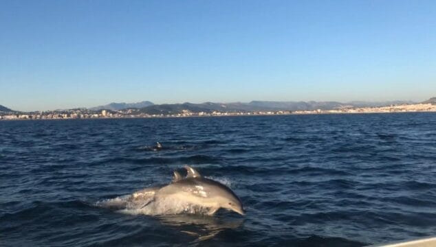 Imagen: Avistamiento de delfines en Xàbia