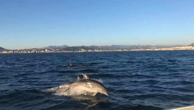 Imagen: Avistamiento de delfines en Xàbia