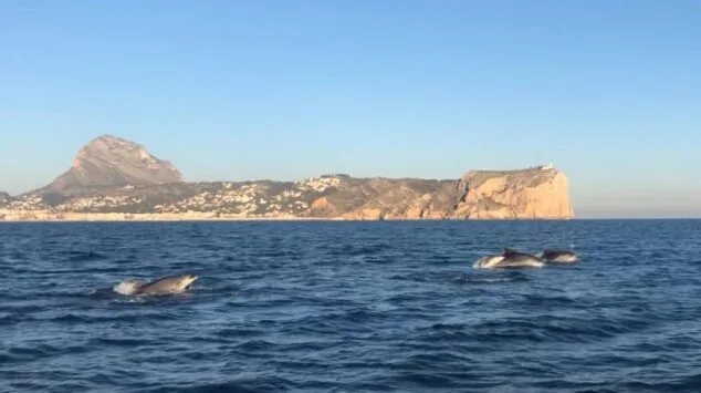 Imagen: Delfines en la bahía de Xàbia