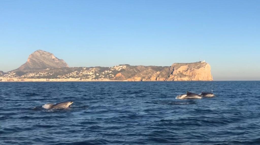 Delfines en la bahía de Xàbia