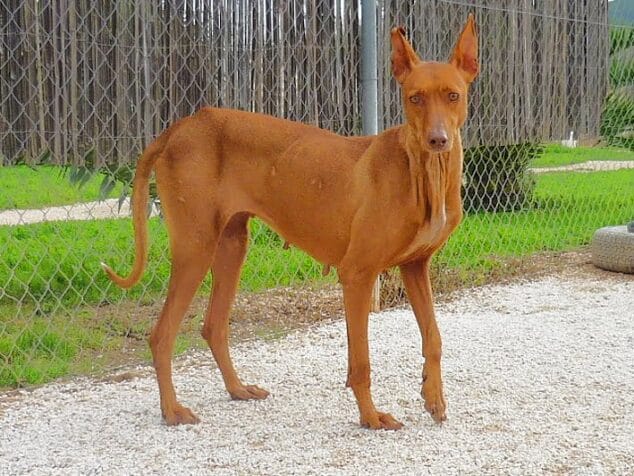 Imagen: Pulpa, una podenca que busca la adopción
