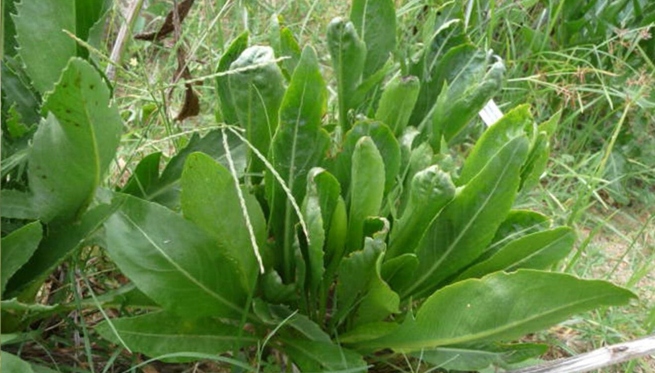 Cardo de peña (Carduncellus dianius)