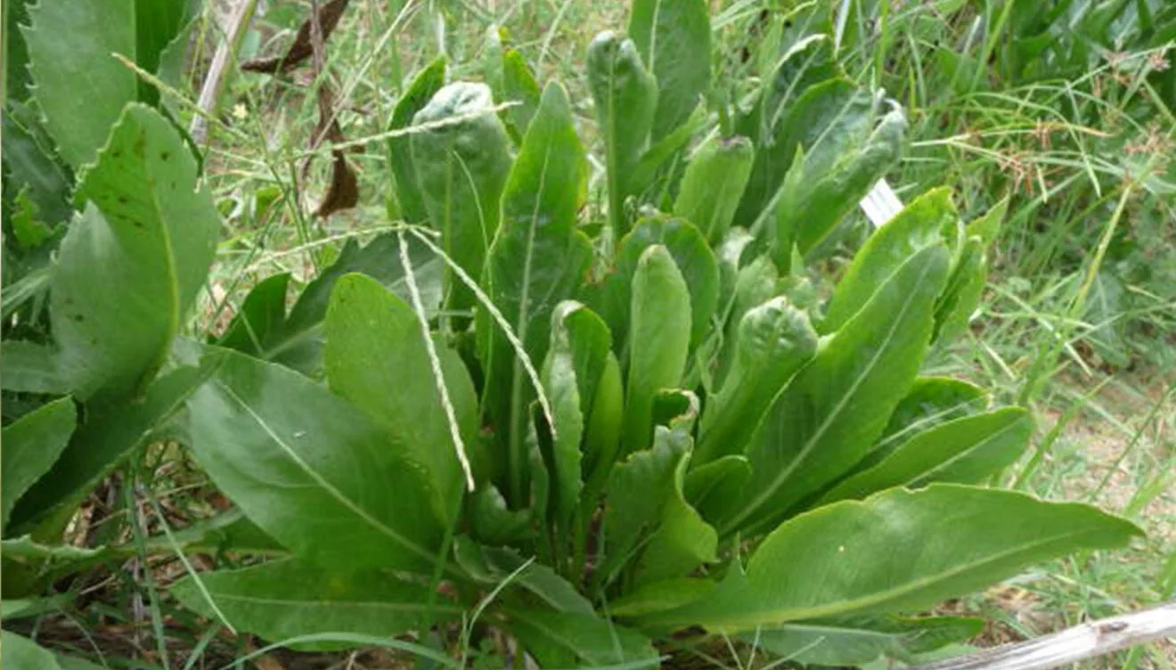 Cardo de peña (Carduncellus dianius)