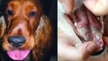 Consecuencias de la procesionaria para los perros – Sanavet