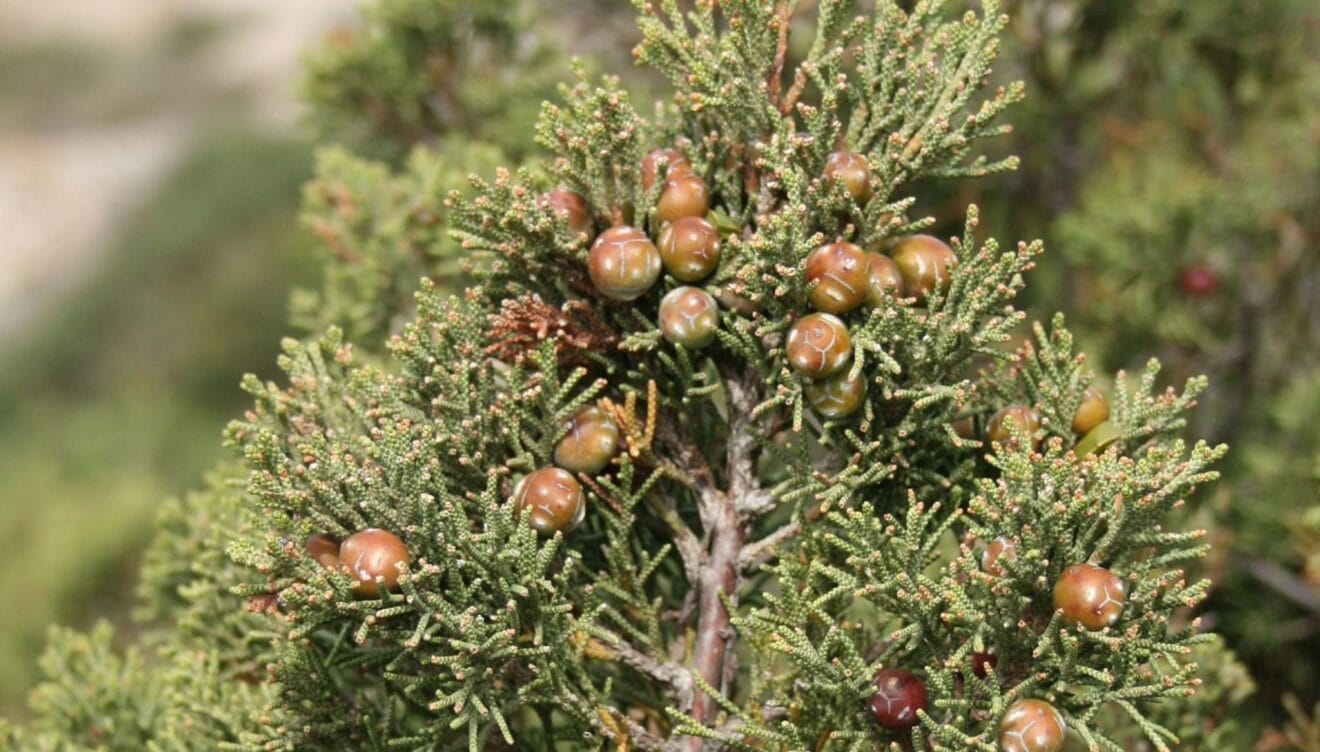 Sabina negral (Juniperus phoenicia)
