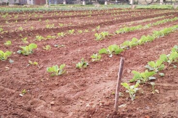 Campo agrícola de la Marina Alta